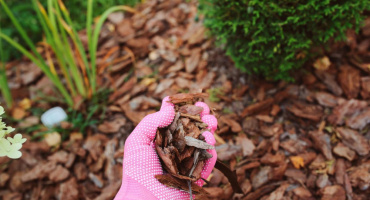 Правила ухода за мульчой из коры сосны