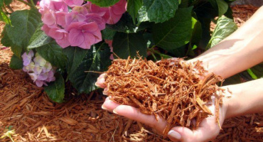 Использование коры сосны для мульчирования