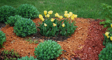 Кора сосны: фракции, особенности и применение на участке